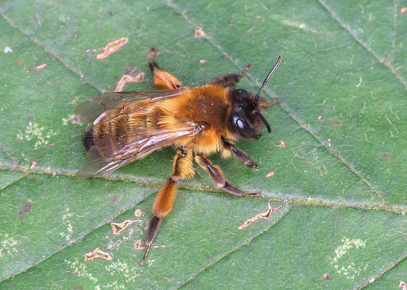 Buffish Mining Bee - Andrena nigroaenea [A]