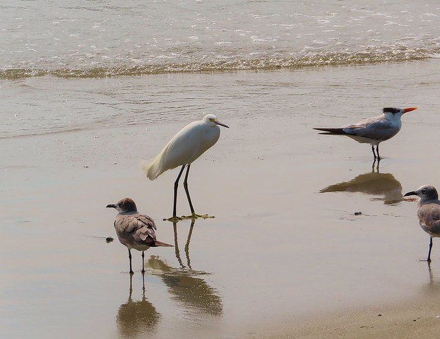 Some birds on a beach