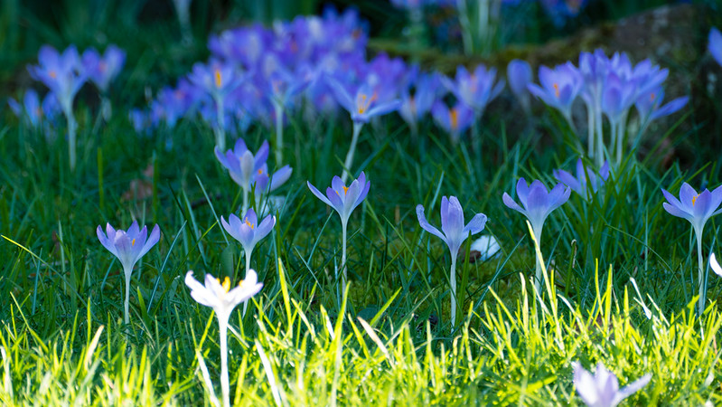 Before and after: crocuses