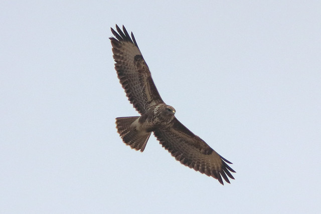 Buzzard (Buteo buteo)