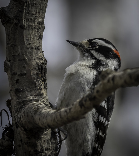 Hairy Woodpecker- | by peter57117