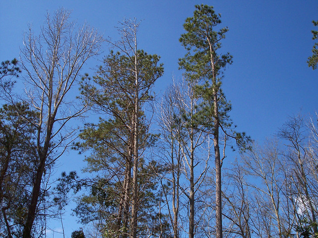 Trees And Blue Sky.