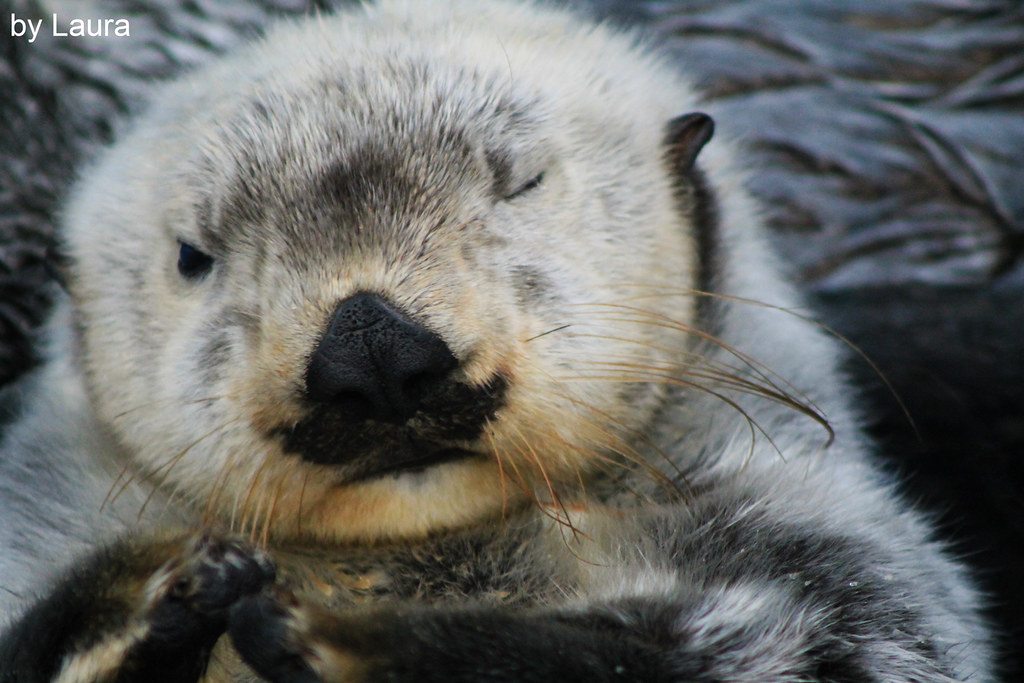 Wink | Sea otter at Lisboa Aquarium... the cutest animal I h… | Flickr