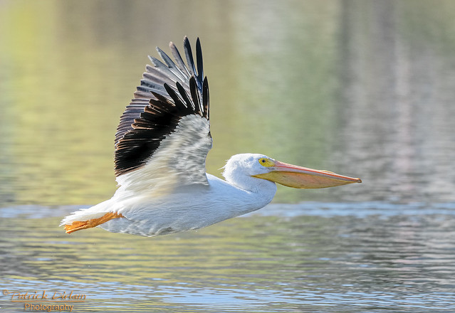 American White Pelican - Explore