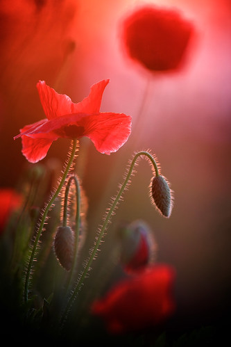 coquelicot poppy poppies papaverrhoeas matin aube sunrise morning petitmatin contrejour lumière light 2018 flower fleur fleurrouge redflower mohn