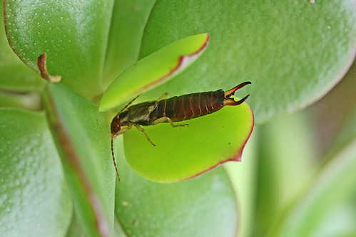 Earwig Butt - HBBBT | by DaveSPN