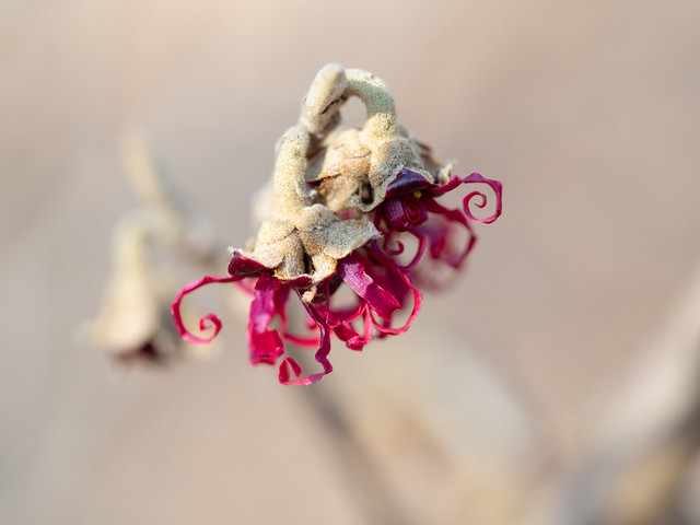 Hamamelis japonica ’Shibamichi Red’
