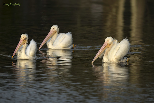 White pelicans at Lafreniere Park