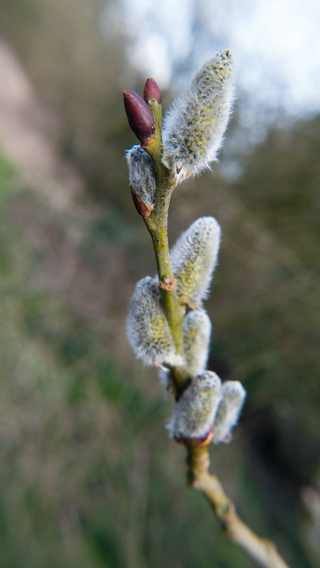 Willow catkins, first pollen