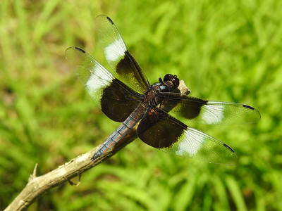 photo of a dragonfly on a stick