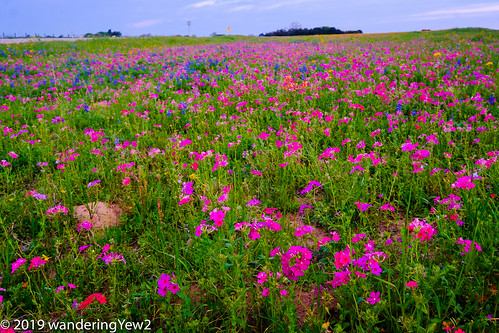austincounty fujixpro2 independencetexas texas texaswildflowers flower phlox wildflower