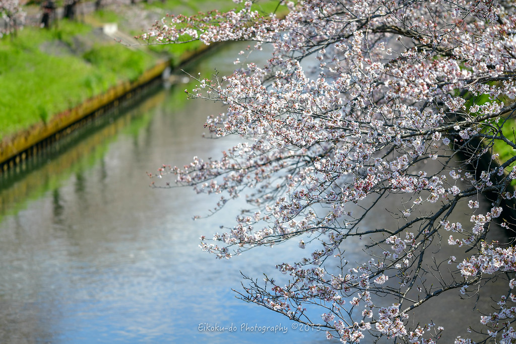 Yoshino cherry tree at Ebi River ／  Funabashi-city