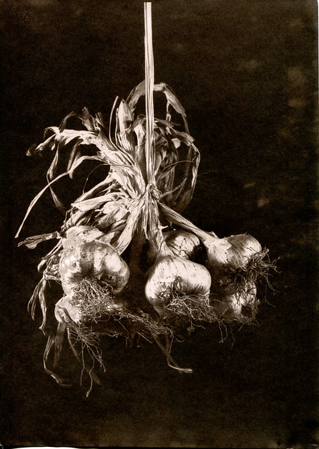 Van Dyke Brown_Bunch Garlic