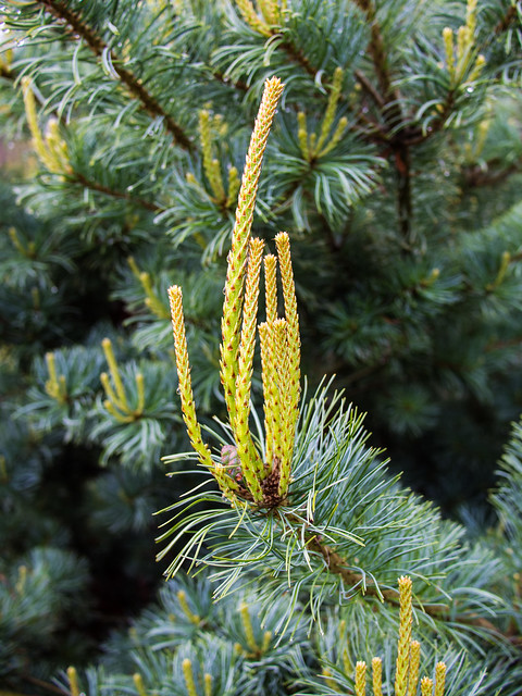Pinus parviflora 'Bergman Select'
