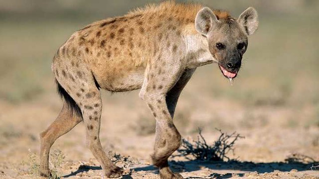 3301 A well-known restaurant shut down for selling Hyena meat in Obaidah, Saudi Arabia 01
