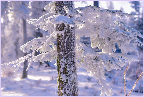 switzerland forêt forest sapin firtree hiver winter neige snow nikon