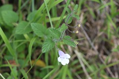 Killickia pilosa (Lamiaceae)