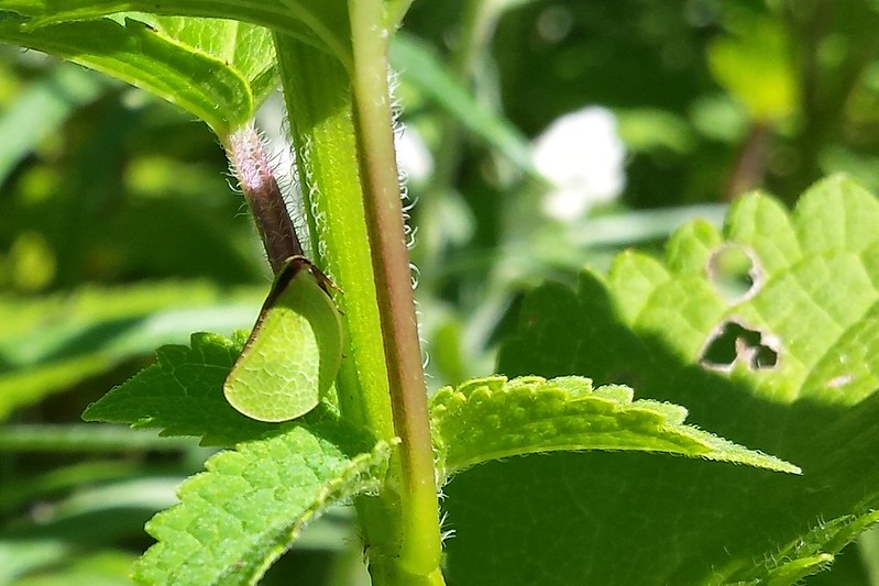 A semicircle shape on the stem of a hyssop plant. Its body appears to have veins like a leaf.