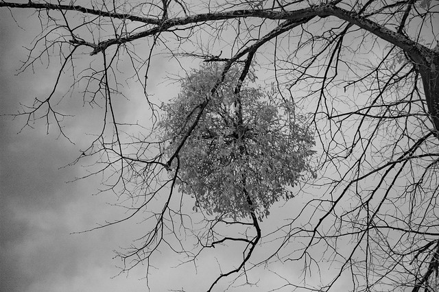 IR Mistletoe.jpg