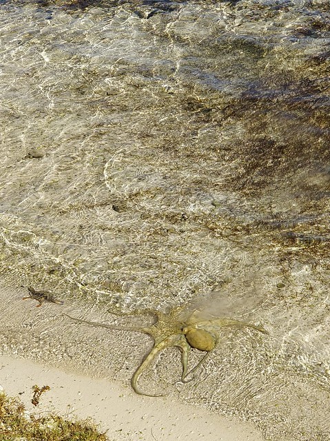 Octopus Hunting Crab 4: Crab is just out of reach