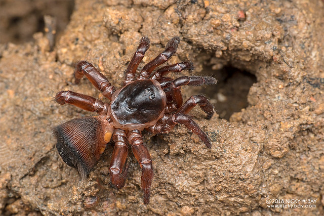 Cork-lid trapdoor spider (Cyclocosmia sp.) - DSC_0966