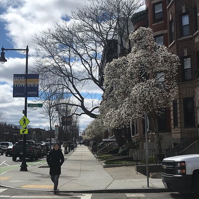 Anyhowly taken, but this is #BeaconStreet with the white #magnolias blooming. Last week these #trees were bare. I guess it really is #spring, even if daytime temperatures are barely above freezing. • #latergram #Boston