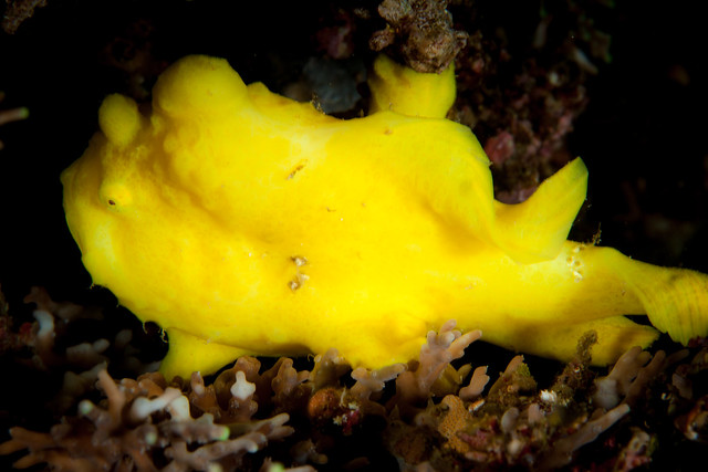 Yellow frog fish
