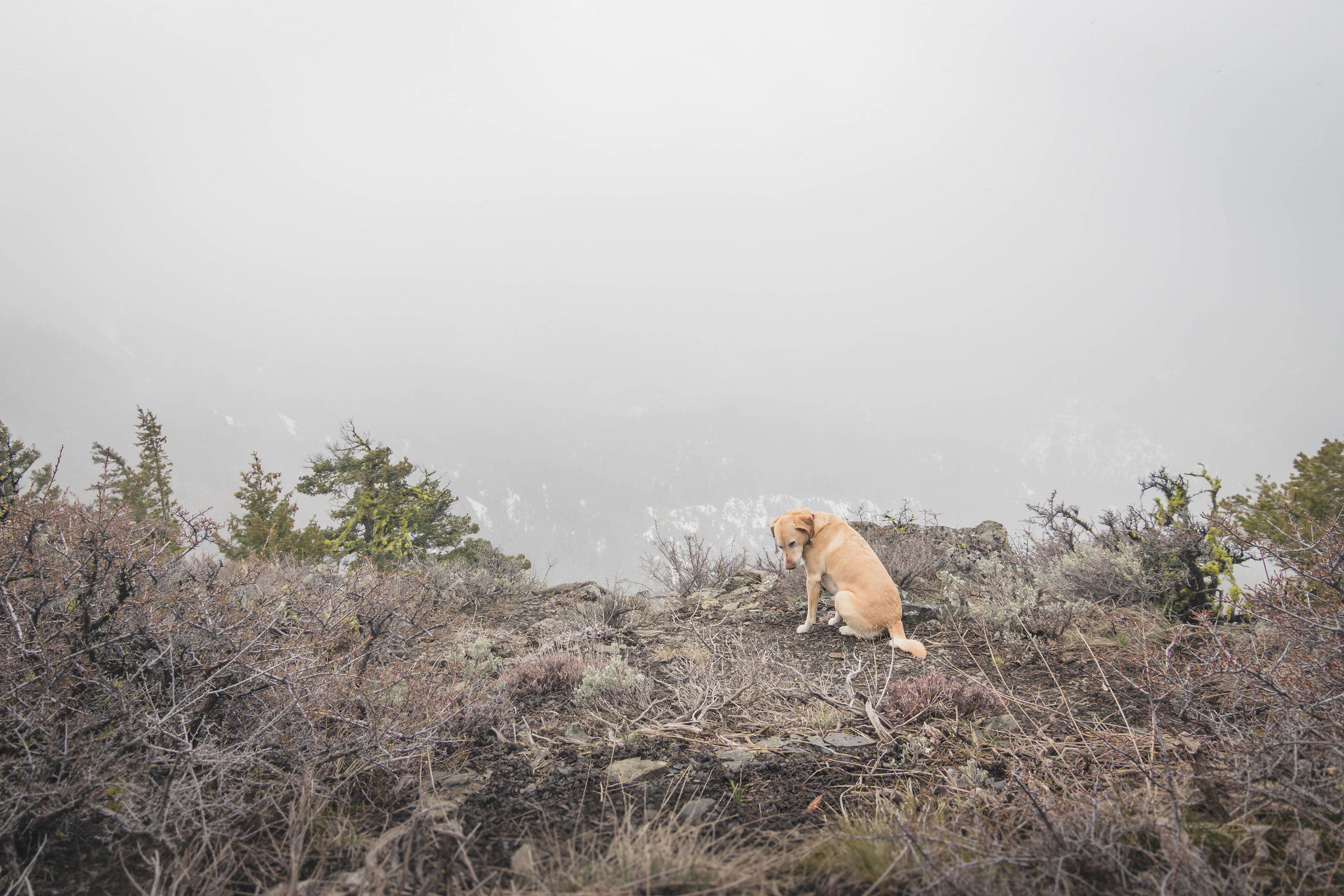 Summit dogs on Tronsen Ridge Peak