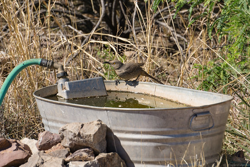 copperqueen landscape mine water birds curvedbillthrasher arizona fauna bisbee aves bird