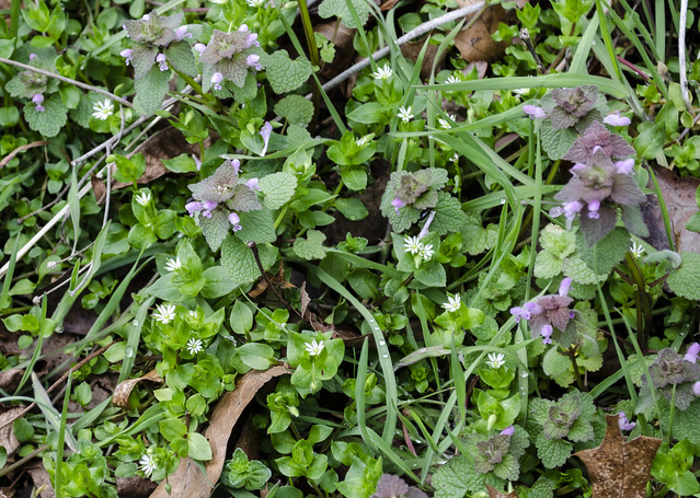 Chickweed and purple dead nettle