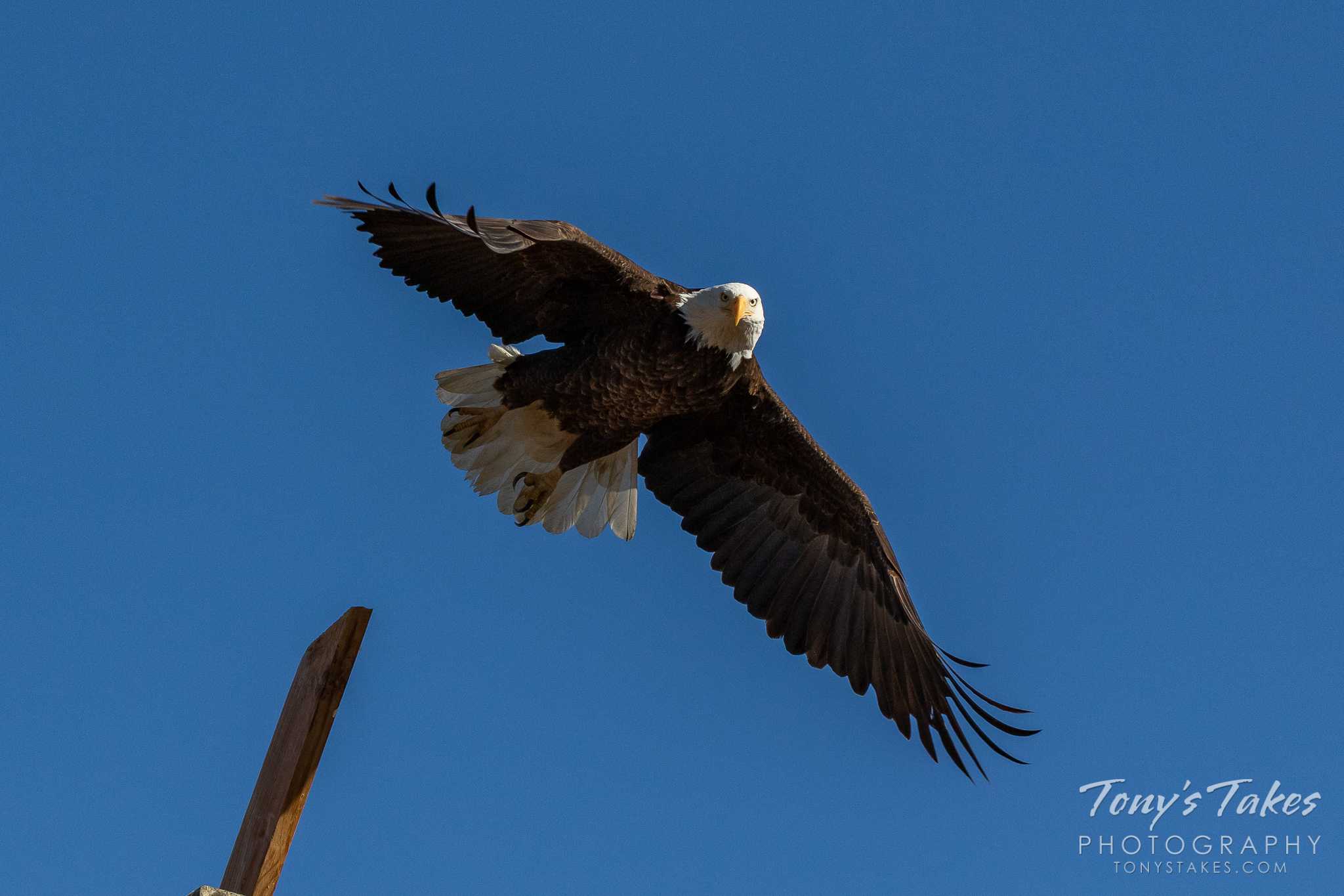 A male bald eagle launches into the sky in Weld County, Colorado while his mate looks on. (© Tony’s Takes)