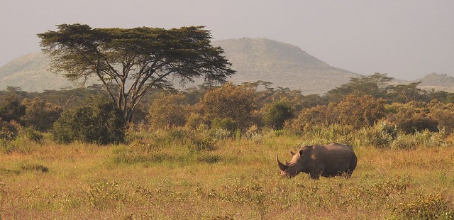 0317ex2 White rhino on the plains of Kenya