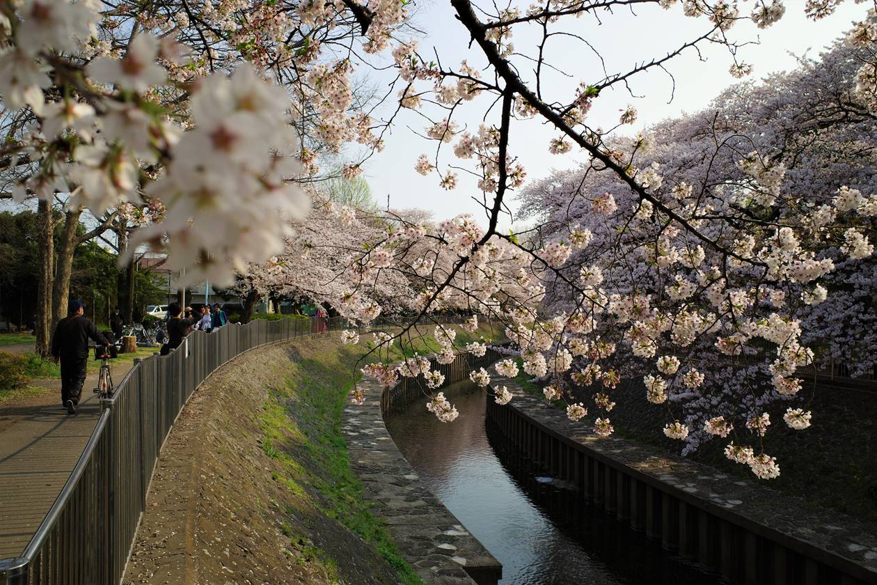 善福寺川緑地公園の桜・お花見
