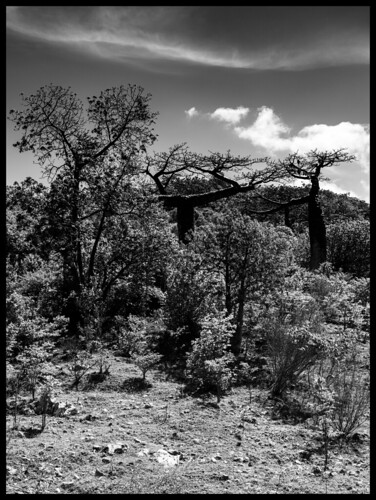 природа nature пейзаж landscape лес forest дерево tree парк park dmilokt чб bw черный белый black white
