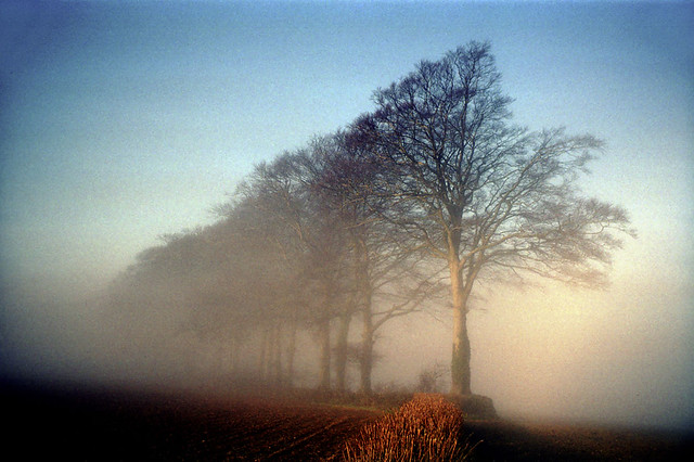 Line of Trees, Freezing Hill, 2002