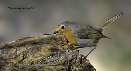 Robin / Rouge-gorge | by Sinnassamy Michel