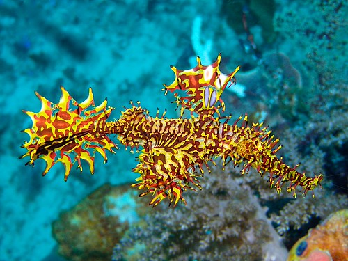 Raja Ampat
