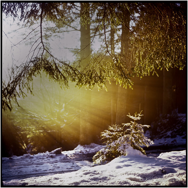 Winter light_Rolleiflex 3.5