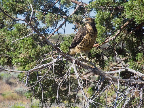 A hawk in the wilds of Lava Beds, California