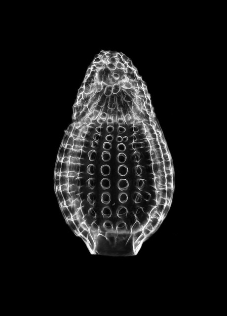 Radiolaria - Dictyoprora (Sethamphora) mongolfieri - 400x