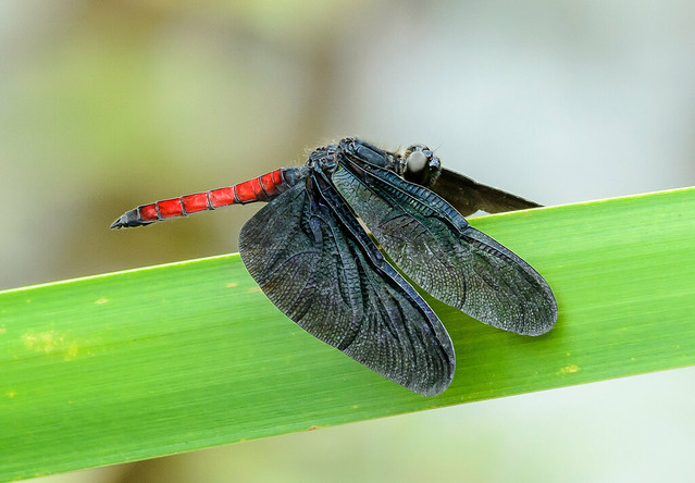 Male Skimmer - Diastatops obscura (Libellulidae) 111s-8734