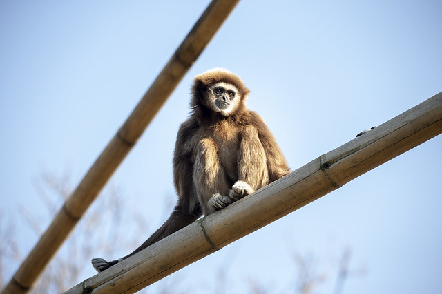 Gibbon „Zootier des Jahres 2019“