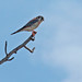 Flickr photo 'American Kestrel (Falco sparverius)' by: Mary Keim.