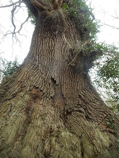 Big big tree