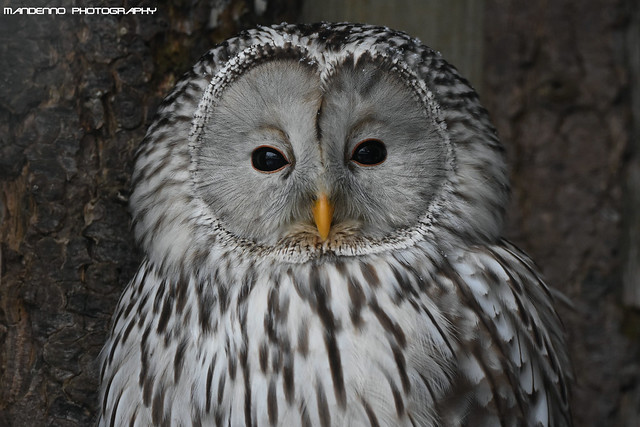 Ural Owl - Zoo Veldhoven