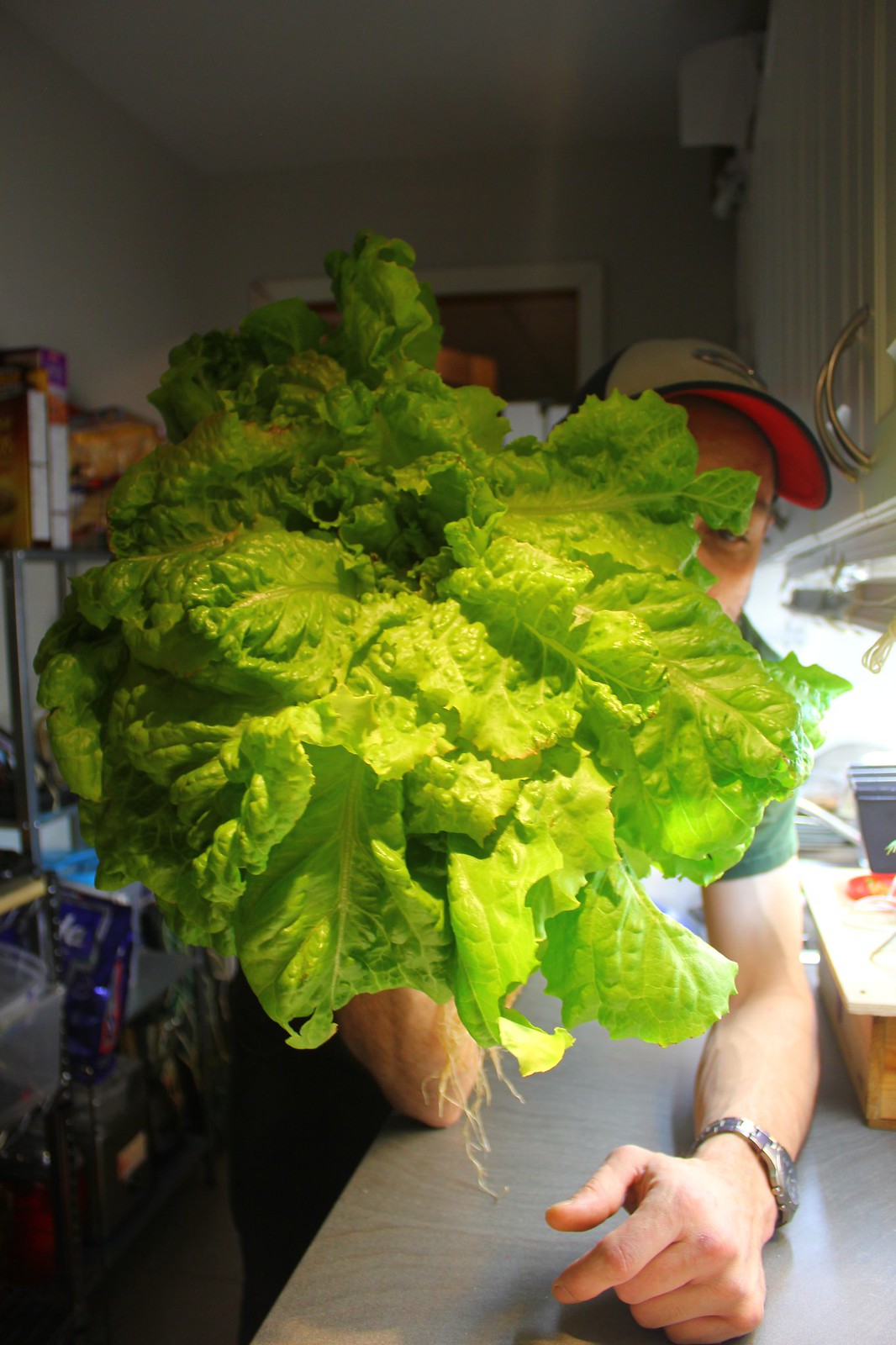 2 months lettuce