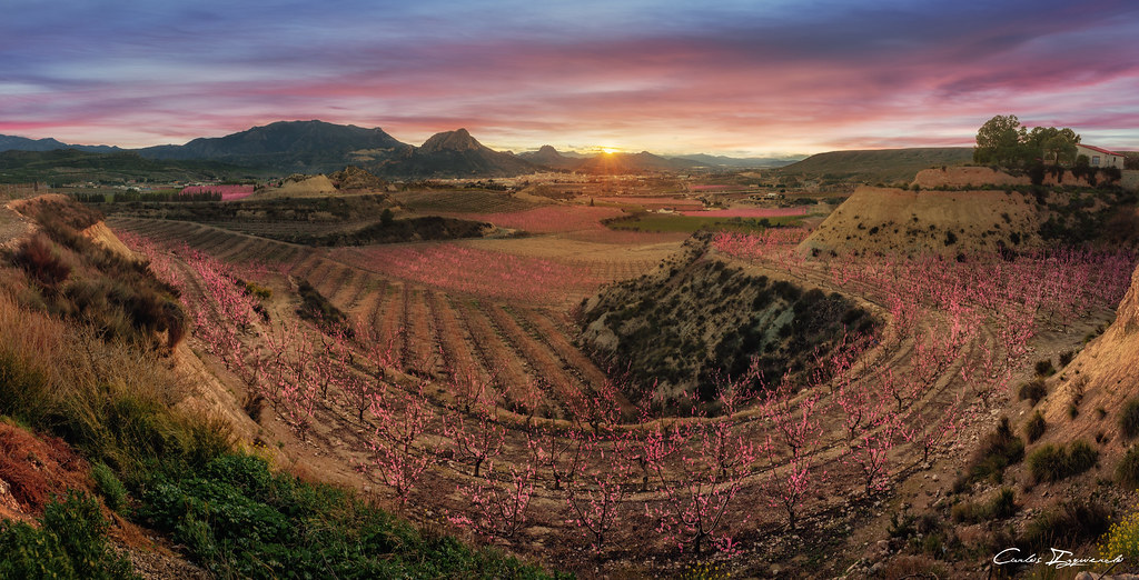 Floración panorámica de Cieza