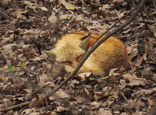 Napping in the thicket