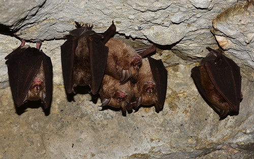 cave mammals landershorseshoebat creatures desktop lavatubes kenya mtelgonnationalpark wild featured bats
