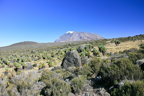 kibo kilimanjaro mountkilimanjaro mountain volcano tanzania tz senecio